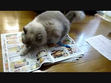 注文の邪魔する猫　　