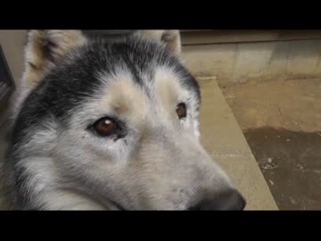 うちの犬撮ってみた 8