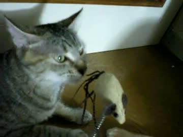 拾いねこ＠生後338/305　最近アコのｇｒｇｒ頻度が上がってうれしい