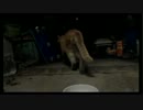 さよならみーちゃん