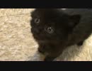 うちの黒猫の赤ちゃんの鳴き声がかわいい件