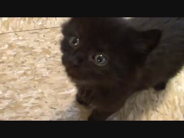 うちの黒猫の赤ちゃんの鳴き声がかわいい件
