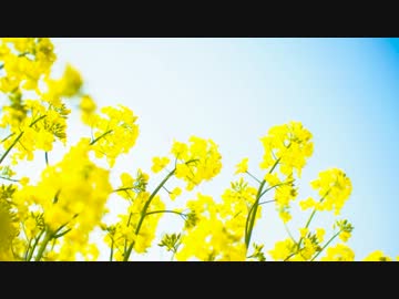 【CLANNAD】今さらだけどあの花畑に行ってみた＋おまけ【planetarian】