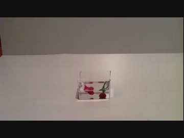 fish（樹脂粘土でこま撮りアニメ撮ってみた６）