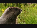Wildlife.wmv