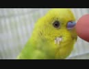 セキセイ　はこべpart7　は～ちゃん!!習得(*^。^*)