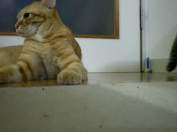 拾いねこ＠生後340/307日目part1　まとめて買うと保存がめんどいですねー