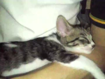 にゃんこ拾ったので飼うことにしました。成長日記6