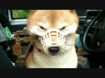 柴犬ジローのダニ対策