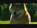 柴犬ジローとクマの足跡