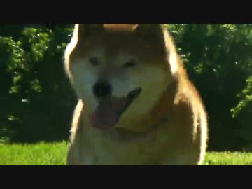 柴犬ジローとクマの足跡