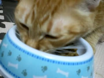 拾いねこ＠生後340/307part2　アコツキお食事シーン