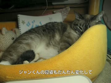 ジャンくんの家猫生活１年半　もう野良猫じゃなくなったね