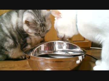 猫に給水機をプレゼントしました