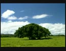 風景_20090812.mpg