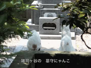 【VY1】雑司ヶ谷のニャンコ節（霊園猫節）【写真版PV】