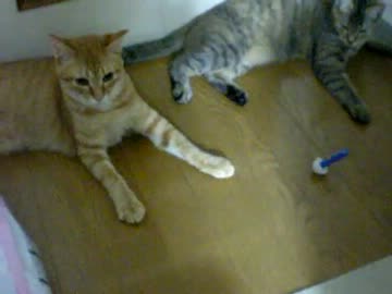 拾いねこ＠生後341/308　すふぃんくすあこにょん