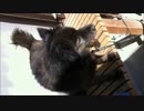 うちの愛犬を撮ってみた