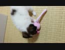 初めまして