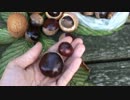 【自然を食べよう！】秋のどんぐりづくし（β試験版）編　1/4