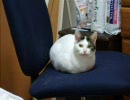 うちの猫40