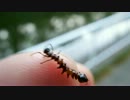 シャチホコな幼虫を指乗り