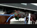 【ヘブン状態】 ツボを責められアヘ顔になる馬