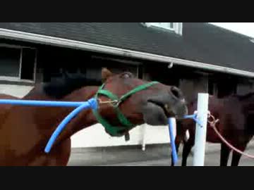 【ヘブン状態】 ツボを責められアヘ顔になる馬