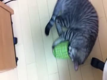 スリッパに入ろうとするネコ