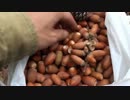 【自然を食べよう！】秋のどんぐりづくし（β試験版）編　2/4