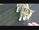 猫に餌を持ってると勘違いされて懐き度MAX