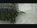 ただ♂ミドリガメのしっぽを見る動画