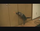 うちの猫　part8 おもちゃと猫