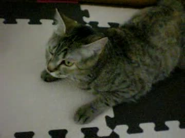 拾いねこ＠生後343/310　久々に（ほぼ）つきにょんオンステージ