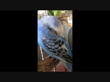 セキセイインコ　ルル　寝言で！？