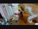 貯金箱の中に居る猫をどうしてもつかまえたい