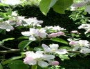 in bloom