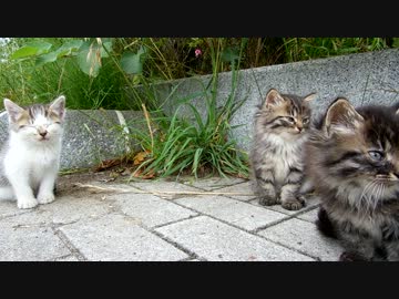 眠気と戦う子猫が可愛いすぎる件