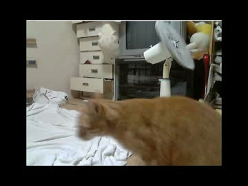 扇風機にびっくりする猫