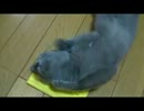 ロシアンブルーややちゃん(^◎^)　化学布巾にhshs｡♥｡･ﾟ♡ﾟ･｡♥
