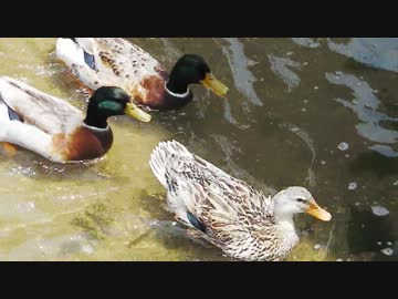水鳥のイジメ？をひたすら観察してみた　　HD