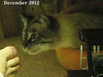 野良から家猫へ　ジャンくんナデナデまでの１年６ヶ月の軌跡のまとめ