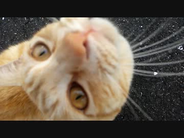 やはり、猫以外の何者でもない