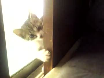 にゃんこ拾ったので飼うことにしました。成長日記7