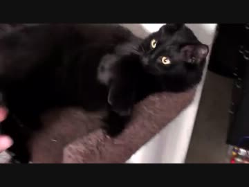 黒猫の赤ちゃんがいないいないばーする様子がかわいい⇐１年後