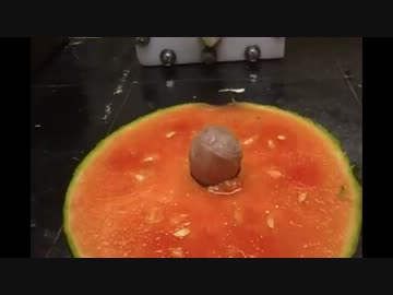 今度はスイカにニッケルを乗せてみた