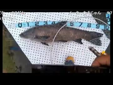 2013年06月17日 アオウオ96cm　コメ有