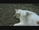 他の猫をモフるんだったら俺をモフらんかい