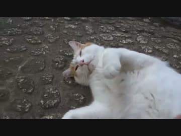 他の猫をモフるんだったら俺をモフらんかい