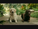"Favorites" | 2013 Taco Bell Cool Ranch® And Nacho Cheese Doritos Locos Tacos Commercial